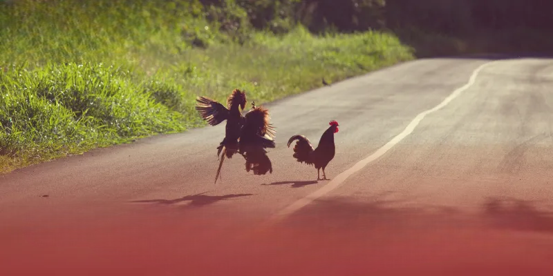 Đá Gà MOT88 – Thỏa Sức Đặt Cược Với Chiến Kê Yêu Thích